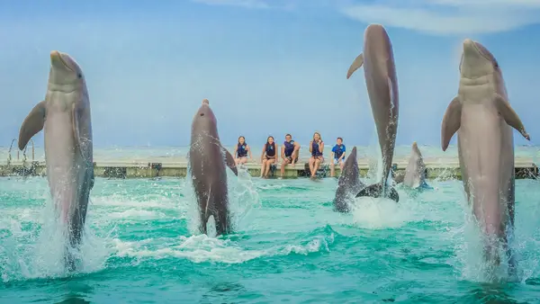 Experiencias de Aventura / Parques temáticos / Vida marina / Actividades acuáticas